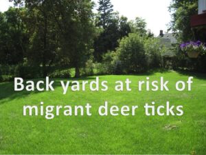 Study finds deer ticks migrate short distances without the help of vertebrae hosts or birds.