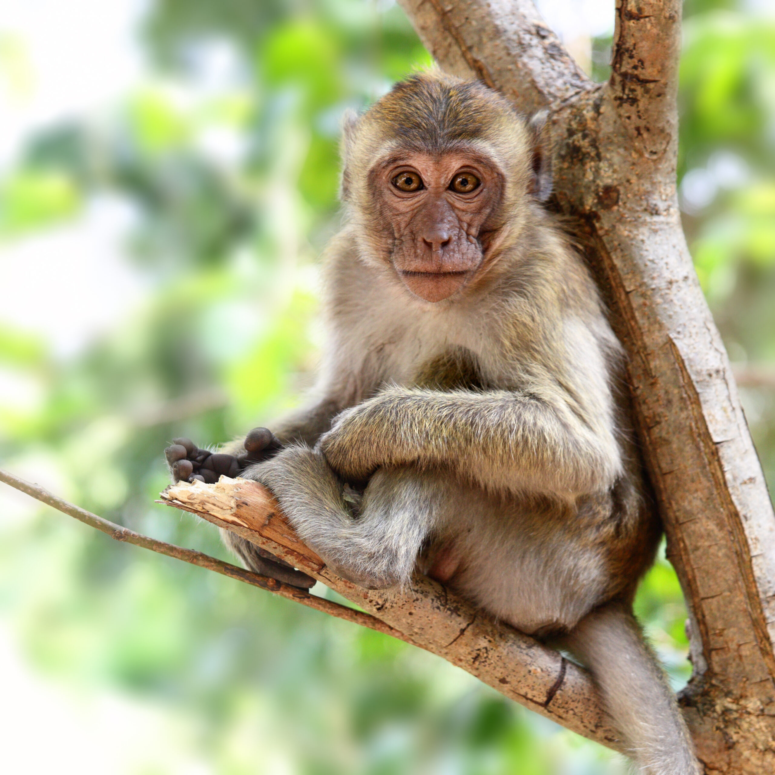 Borrelia spirochete are injected into monkeys' brains. 