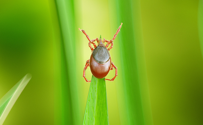 About Lyme Disease Ticks